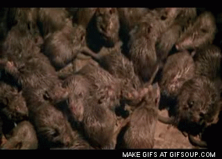 Image result for rats gif