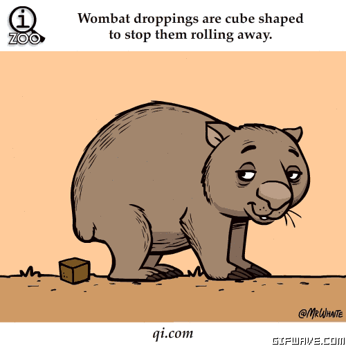 Image result for Wombat gif