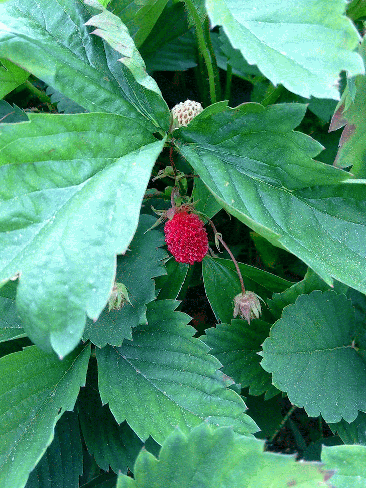 GIF ripe strawberry animated GIF on GIFER