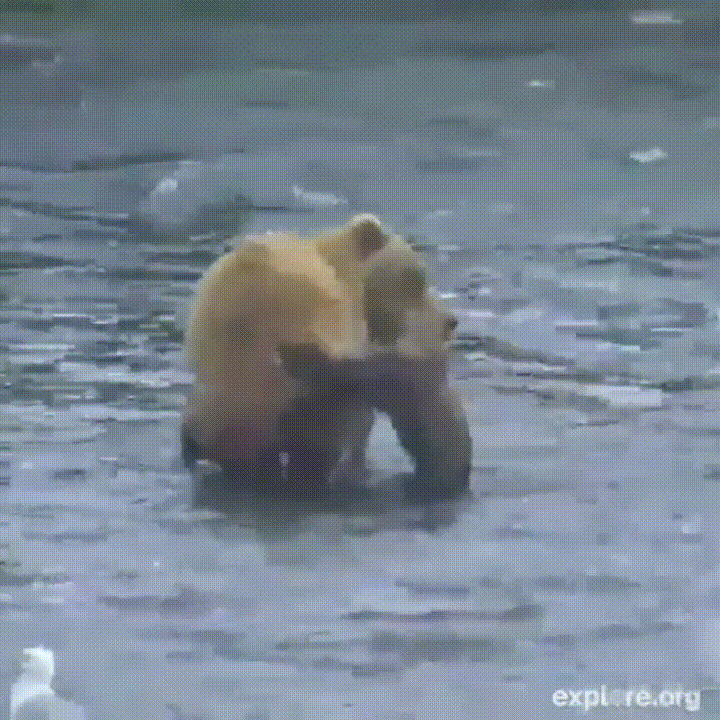 Живого медведя видео. Медведь гифка. Смешной медведь гифка. Медведь купается. Прикольные гифки с медведем.