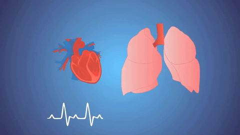 Lungs harvard medical school heart GIF - Find on GIFER