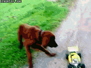 8UzA.gif