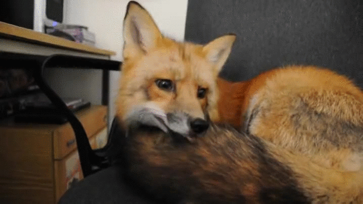 Floofy fox хвост гифка.