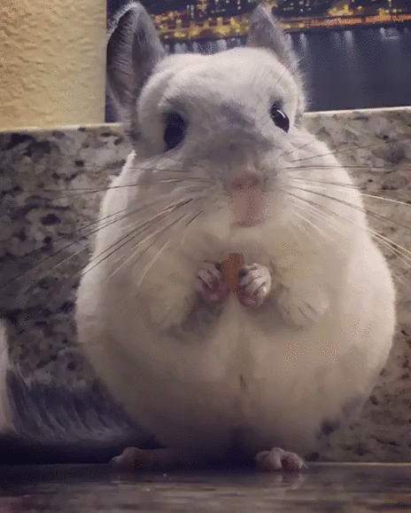 chinchilla gif on gifer by kigashura