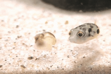 puffer baby