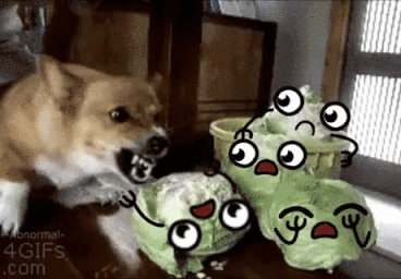 8d5X.gif