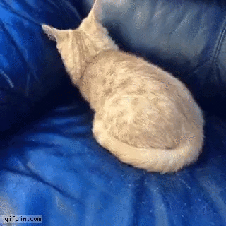 Cat hiding verstecken GIF - Find on GIFER