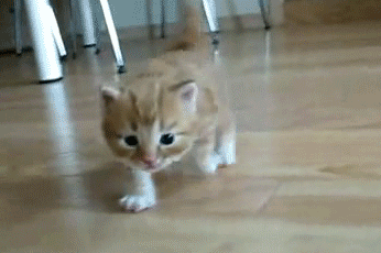 00q kitty chat GIF - Trouver sur GIFER