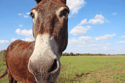 Appropriate funny horse GIF - Find on GIFER
