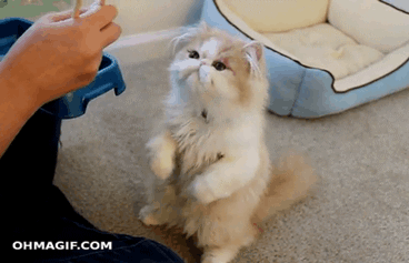8nmJ.gif