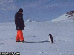 8vNY.gif