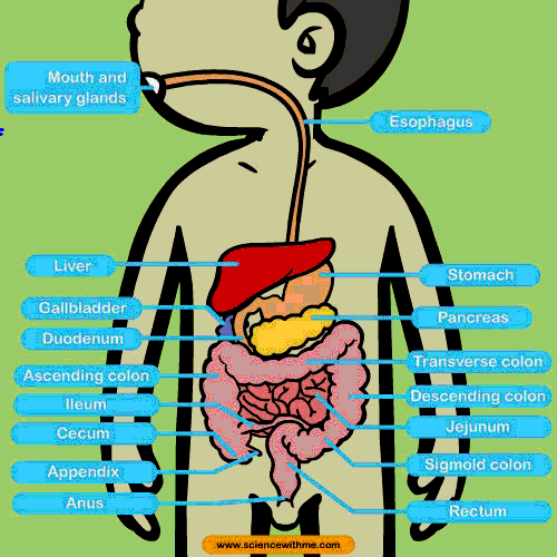Digestive System Animation Gif