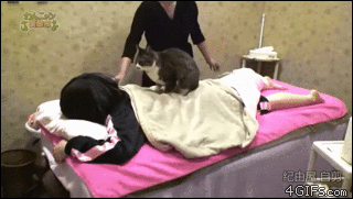 GIF masseuse cat body - animated GIF on GIFER