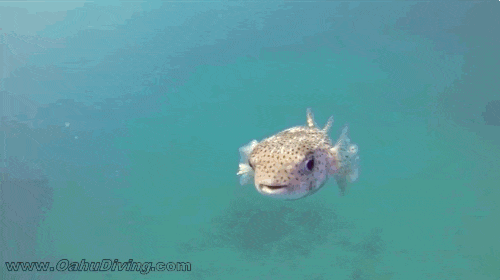 Pez Globo Gif