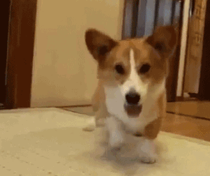 Танцующая собака гиф. Танцующая бразильская собака гиф. Собака танцует с парнем гиф. Гифка собака танцует без фона. Собака трясется Мем гифка