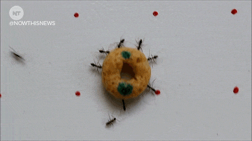Colin raff insect bugs GIF on GIFER - by Rainfont