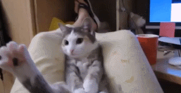 Disposal chaton chat GIF - Trouver sur GIFER