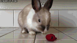 Bunny raspberry GIF - Find on GIFER