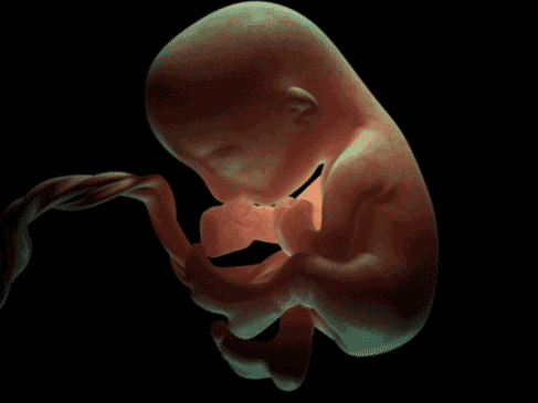 Baby in utero GIF - Conseguir o melhor gif em GIFER