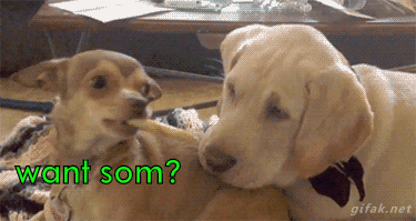 GIF dog delicious dangles - animated GIF on GIFER