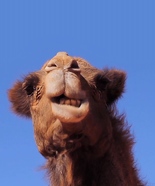 Верблюд гифки, анимированные GIF изображения верблюд - скачать гиф картинки  на GIFER