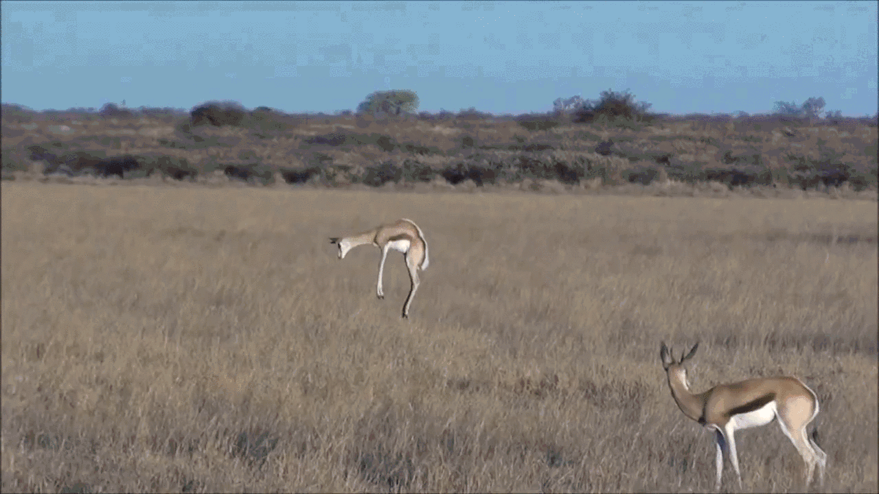Request antelope lound GIF Find on GIFER