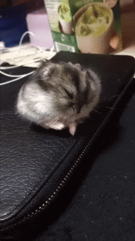 Joyce dewitt suzanne somers GIF - Find on GIFER