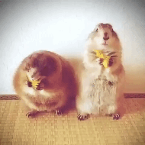 Funny Animals GIF - Funny Animals Images - Discover & Share GIFs