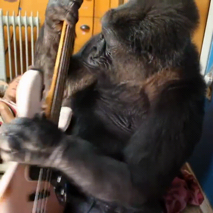 Медведь играет на гитаре. Обезьяна с гитарой. Шимпанзе с гитарой. Обезьяна инструмент. Обезьянки с музыкальными инструментами.