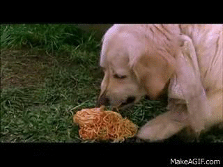 dog puking spaghetti