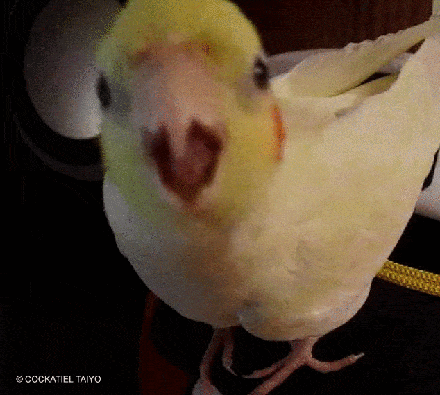 Попугай трясется. Попугай gif. попугай кивает скрежет. cockatiel memes.