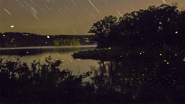 fireflies at night gif