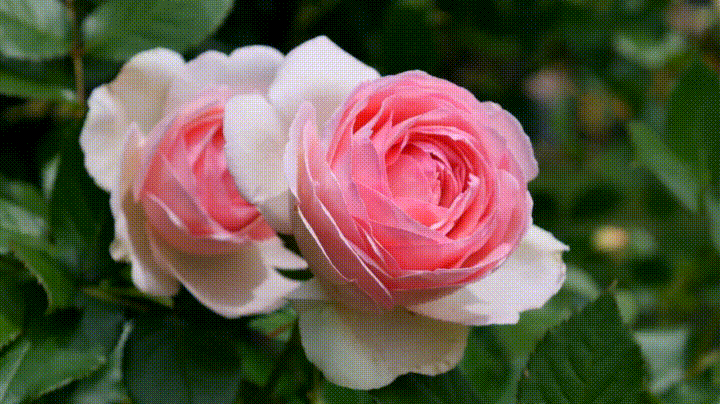 Rose garden GIFs - Get the best gif on GIFER