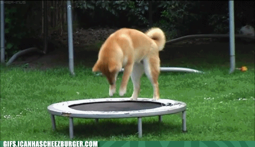 Animals Dogs Adorable Gif Find On Gifer
