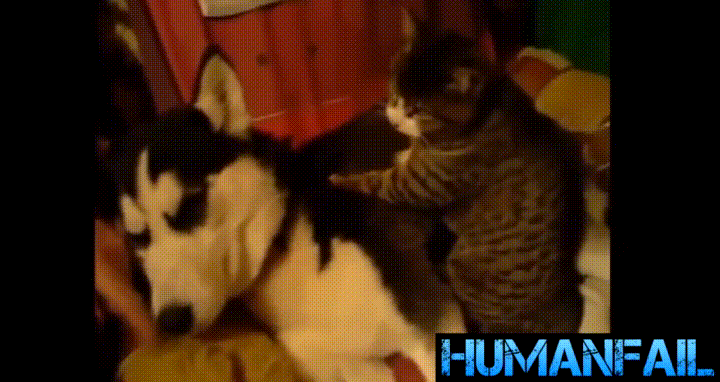 Eyebleach Massage Malade Gif Trouver Sur Gifer