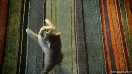 https://i.gifer.com/9P6f.gif