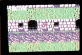 GIF rendering - animated GIF on GIFER