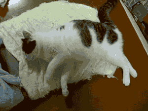 https://i.gifer.com/9QEY.gif