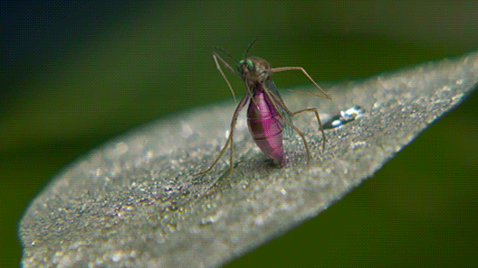 Animated Gif Funny Commercial Animals Mosquito Frog Twerking Dancing Animals Animated Gif Funny Commercial Animals Mosquito Frog Twerking Dancing Animals