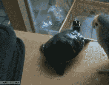 9RkZ.gif
