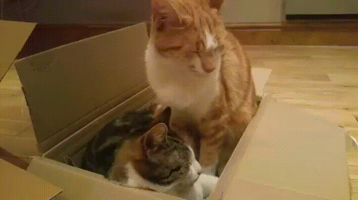 Кот врач гифка