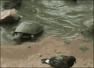Tortoise snare GIF - Find on GIFER