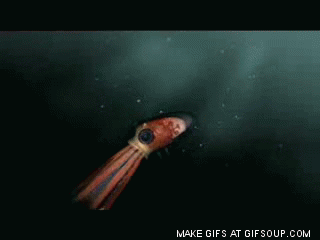 Image result for squid animation  gif