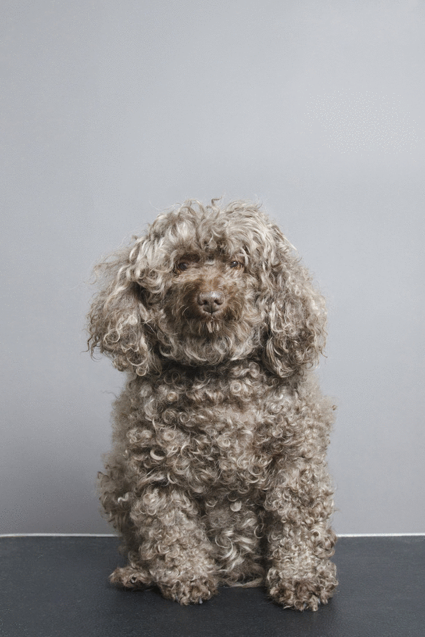 Animated GIF: dog haircut grooming.