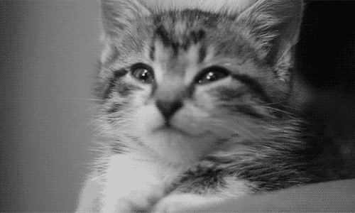 Olhar gatinho GIF - Find on GIFER