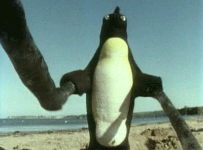 Pinguin comedy monty python GIF - Find on GIFER