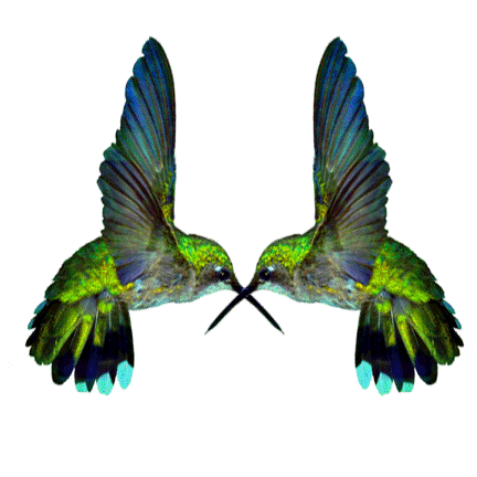 Hummingbird GIF - Find on GIFER Hummingbird GIF - Find on GIFER