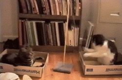 GIF cat game animals , animated GIF on GIFER