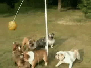 dog tether ball