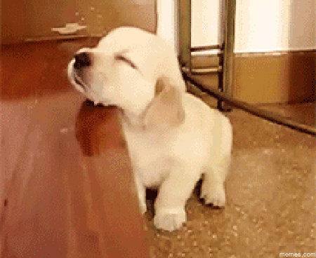 9ZUO.gif